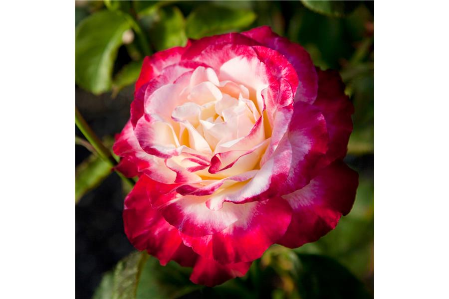 HYBRID TEA